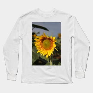 Bright and Colorful Sunflower in a Field Long Sleeve T-Shirt